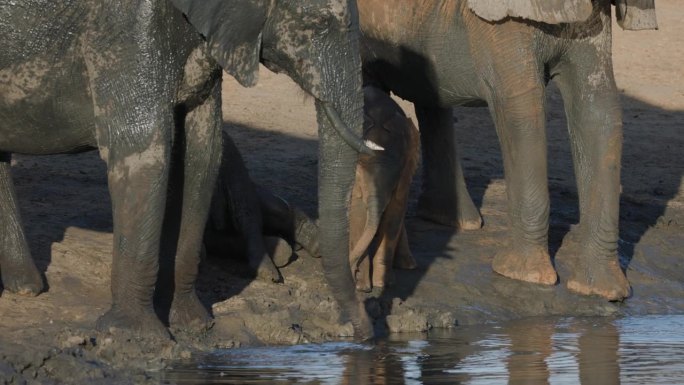 特写镜头。两只可爱的小象站在它们的妈妈旁边玩耍，在水坑边喝水。