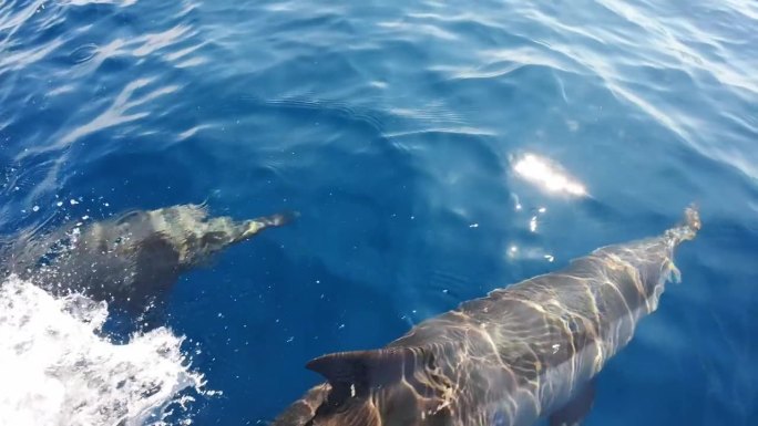 海豚在海洋中游泳的慢镜头特写
