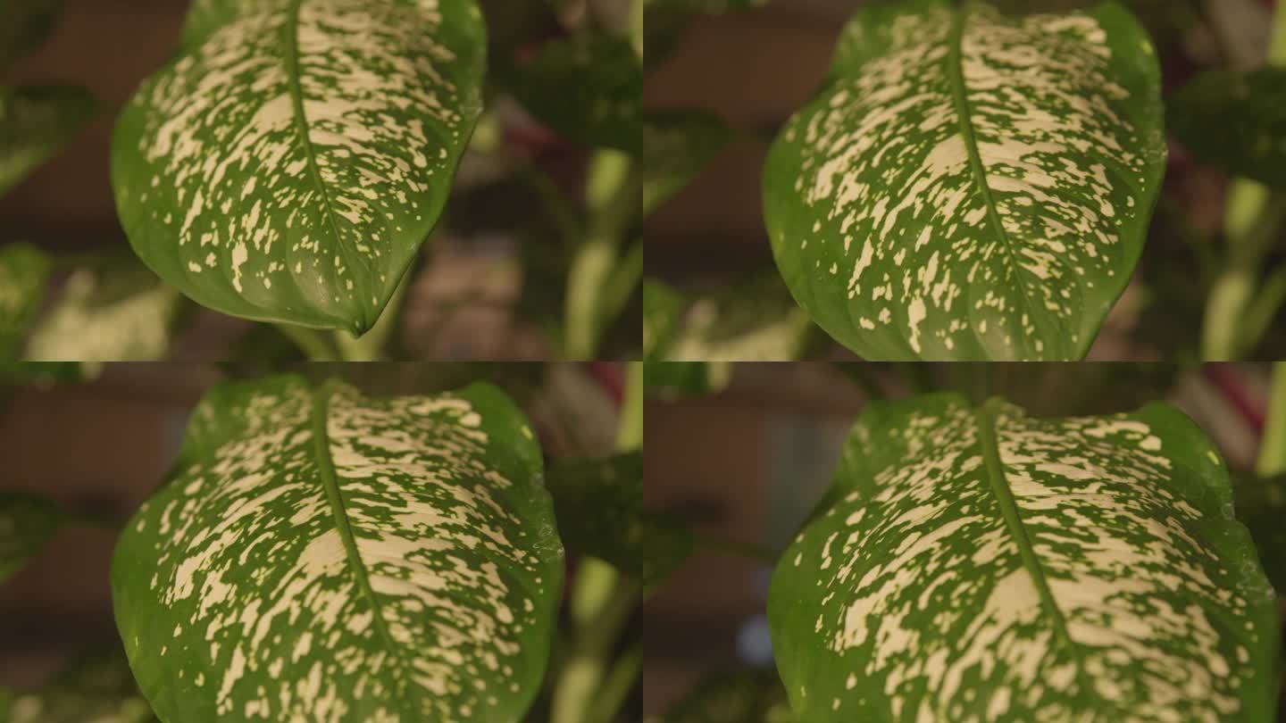 宏观，DOF:长满白色斑点的室内植物dieffenbachia的绿叶