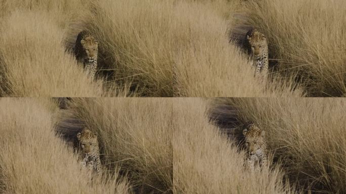 特写镜头。豹子在沙地上走向摄像机
