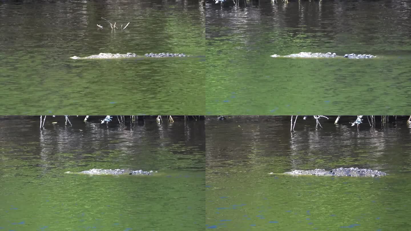 鳄鱼在水里