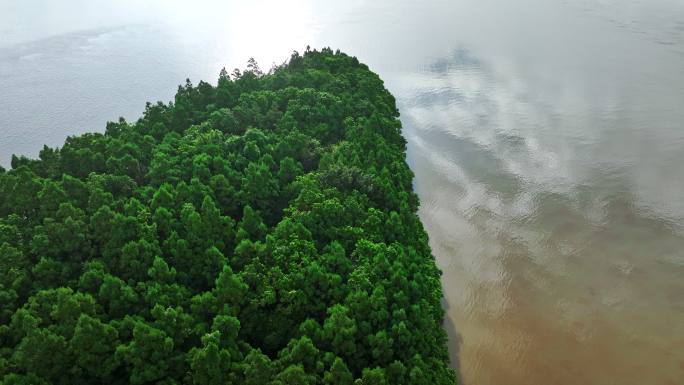 中国广东大湾区特有树种水松林航拍4k