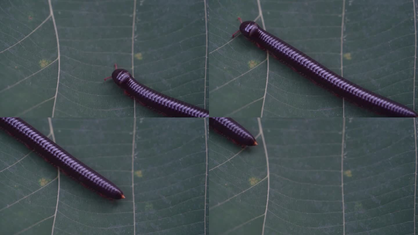 叶底的红黑千足虫(Pelmatojulus excisus)