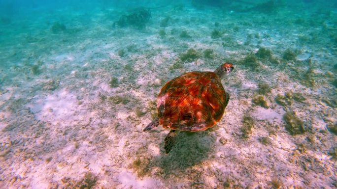 美丽的海龟在野生水域游泳。户外海洋国家公园里的绿海龟。在海岸阳光清澈的海水中观看Chelonia M