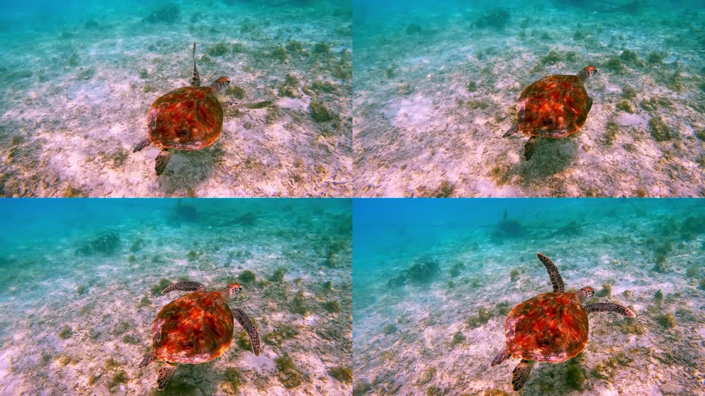 美丽的海龟在野生水域游泳。户外海洋国家公园里的绿海龟。在海岸阳光清澈的海水中观看Chelonia M