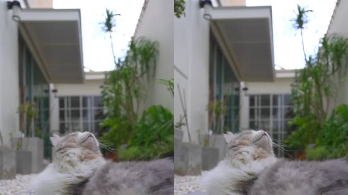 西伯利亚猫在花园里看鸟
