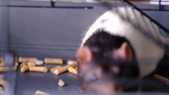 笼子里家养的黑白老鼠用爪子抓食物