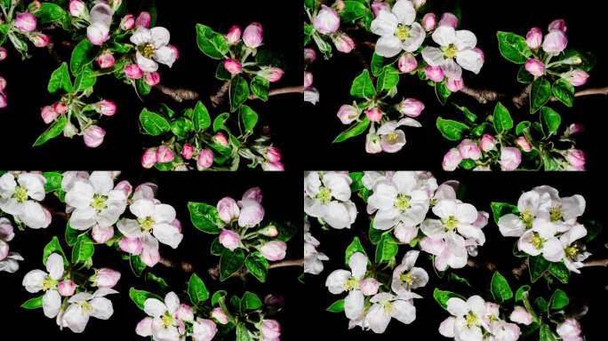 粉红色的苹果花盛开在黑色背景上的时间流逝。春树开花。美丽的白色花朵开得很快，黄色的雄蕊动。垂直视频
