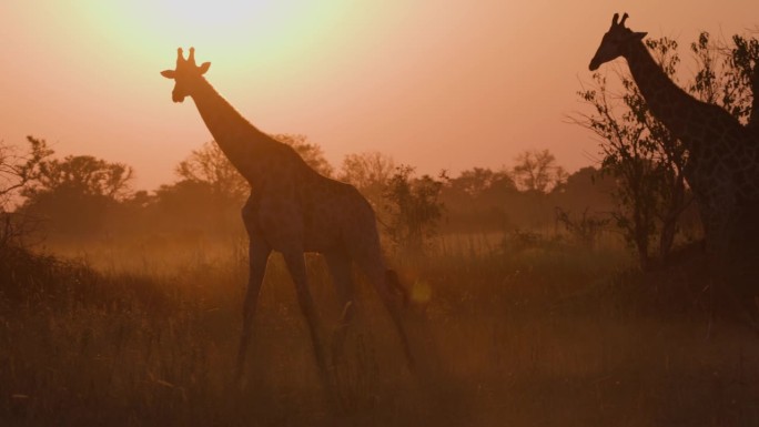 特写侧视图。两只长颈鹿在美丽的晚霞中漫步