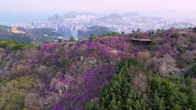 金达莱杜鹃花盛开在黄灵山，釜山，韩国，亚洲