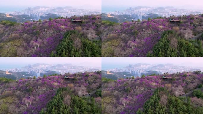 金达莱杜鹃花盛开在黄灵山，釜山，韩国，亚洲