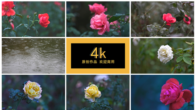 4K雨后月季花特写 已调色加R5log3