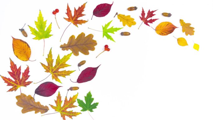 在白色的背景上，出现了秋天五颜六色的树叶，还有橡子和紫菀树枝。