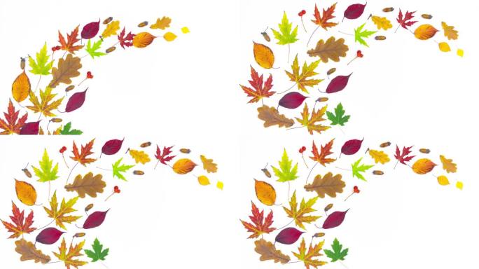 在白色的背景上，出现了秋天五颜六色的树叶，还有橡子和紫菀树枝。