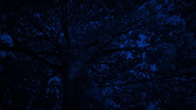夜晚树冠后面的闪电