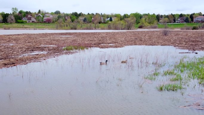 暴雨后被淹没的城市空地上有游泳的鸭子，下沉的树木，背景是住宅区的4k视频。洪水自然灾害。洪水。气候变
