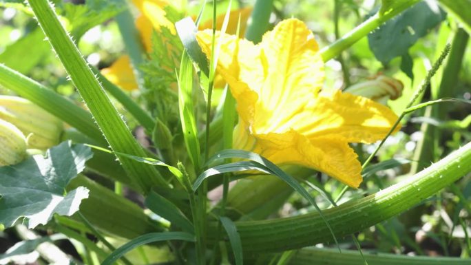 花园里盛开着黄色的骨髓花和骨髓蔬菜