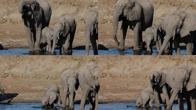 特写镜头。两只可爱的小象，其中一只还在用嘴喝水，站在它们妈妈的旁边