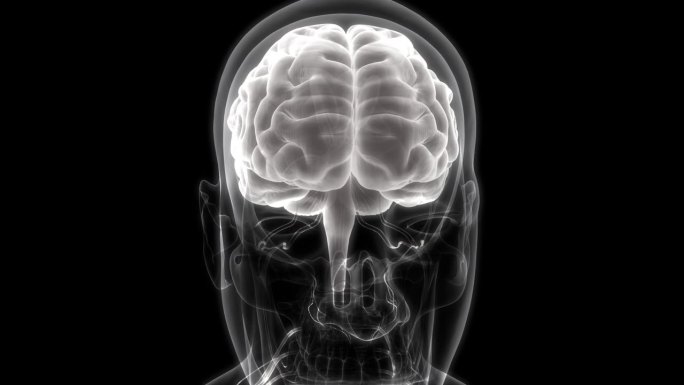 人类神经系统中枢器官脑解剖动画概念