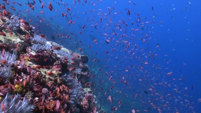 海底世界的珊瑚礁有各种各样的珊瑚和鱼类。