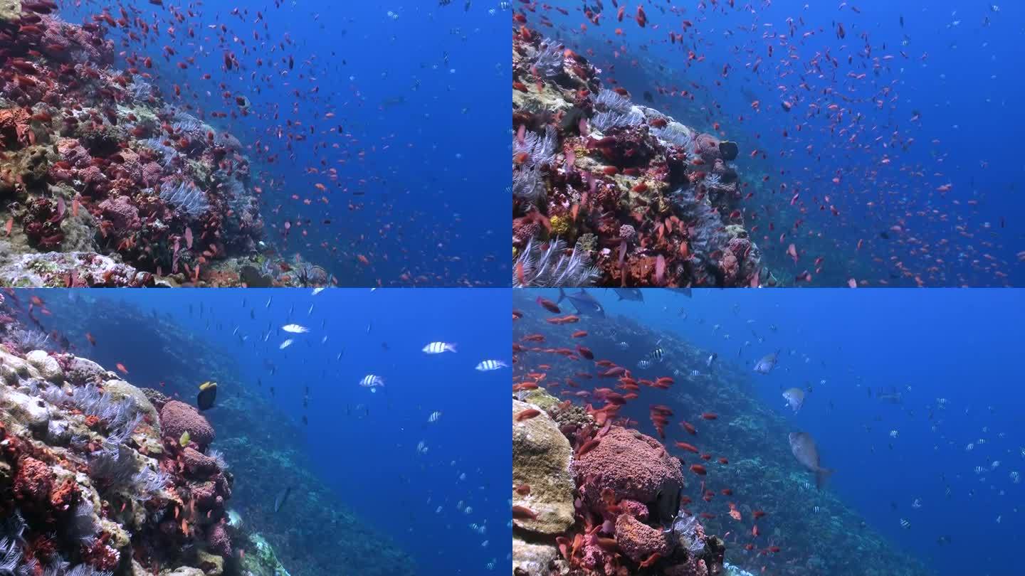海底世界的珊瑚礁有各种各样的珊瑚和鱼类。