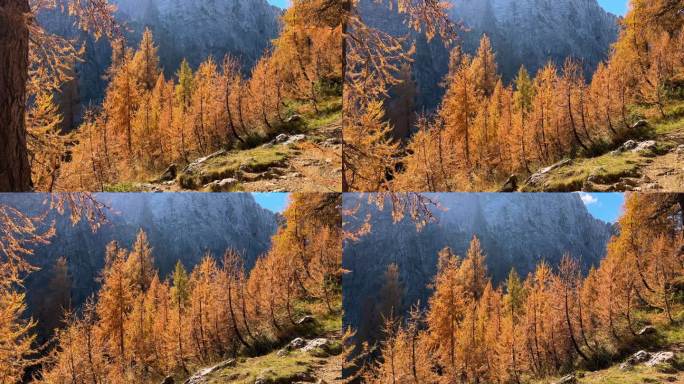令人惊叹的金色落叶松在高山上的秋天景观，POV