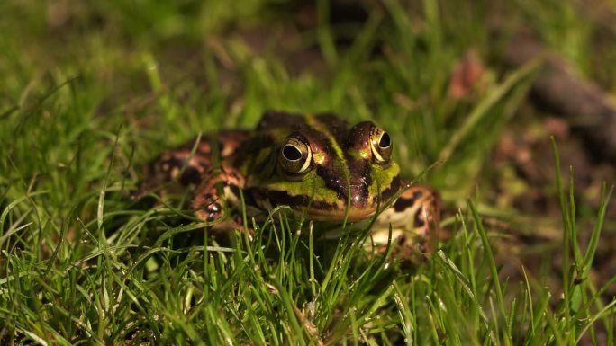 可食蛙(Pelophylax kl. esculentus)是一种常见的欧洲蛙，也被称为普通水蛙或坐
