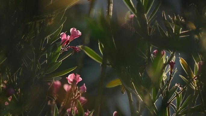 夏天盛开的夹竹桃花园