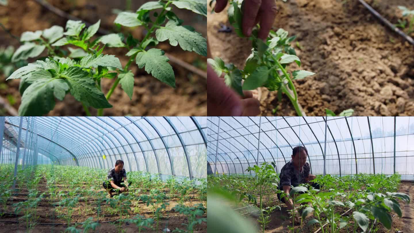 大棚蔬菜番茄幼苗打理