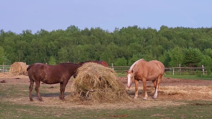 三匹马在露天围场上吃草，在农场上享受着它们的美食