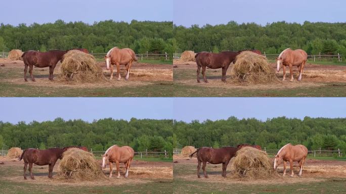 三匹马在露天围场上吃草，在农场上享受着它们的美食