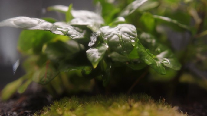 小多肉植物和绿色苔藓生长在一个罐子极端特写。树叶背景上的水滴