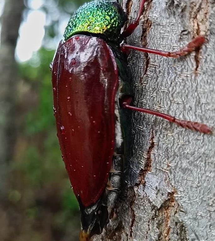 钻木甲虫，钻木甲虫，或钻木甲虫科的钻木甲虫