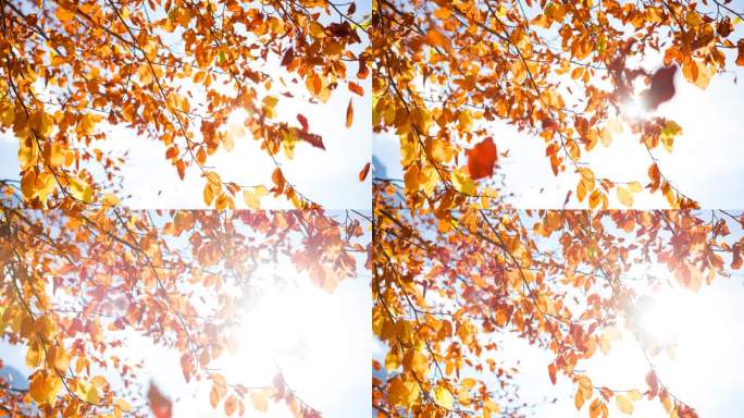秋天的树，五颜六色的叶子纷纷落下