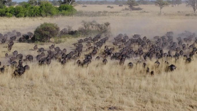 壮观的空中放大。在非洲丛林中，一大群开普水牛奔向摄像机