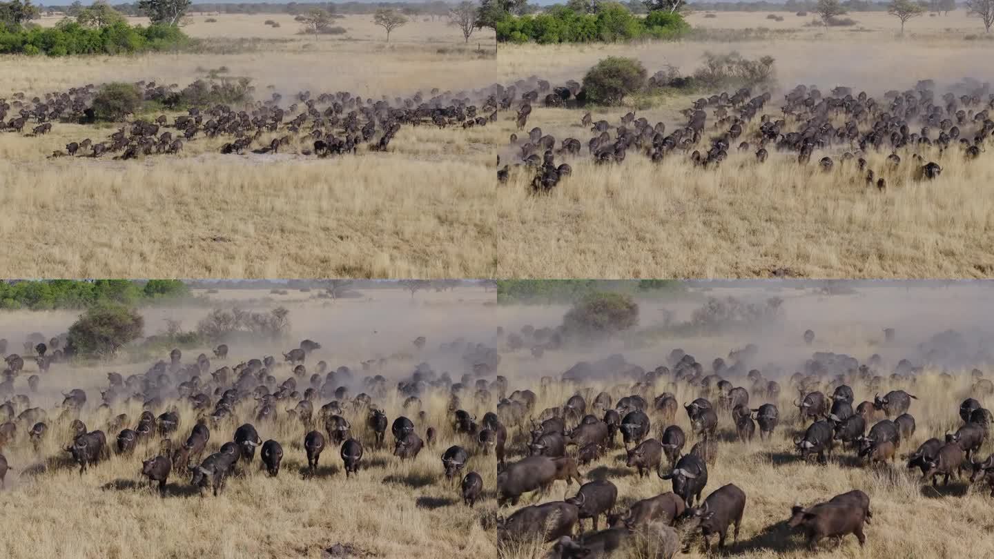 壮观的空中放大。在非洲丛林中，一大群开普水牛奔向摄像机