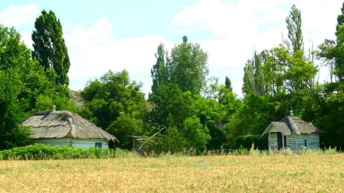 风景——老村附近的森林边上有一片麦田