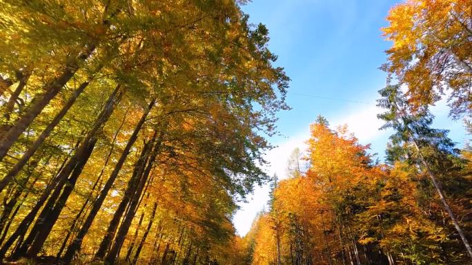 穿过秋天的森林，阳光透过五彩缤纷的树叶