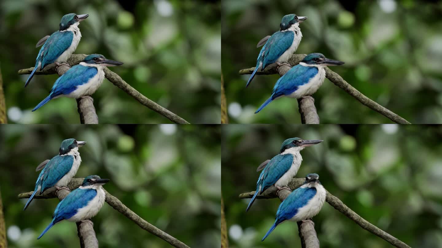 领口翠鸟，新加坡蓝色鸟蓝白鸟鸟生态