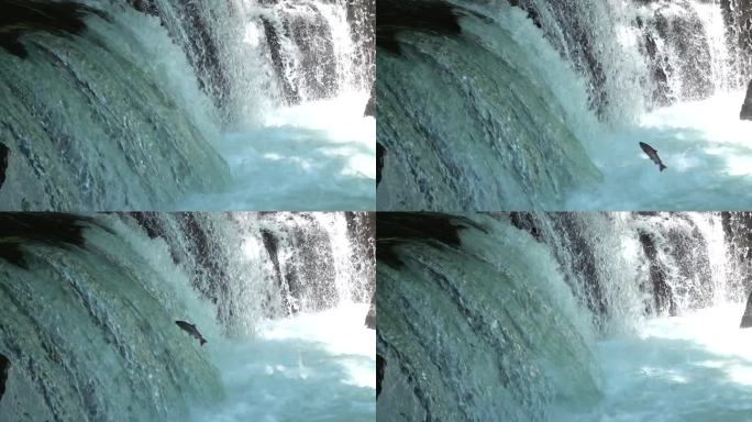 在北海道，鲑鱼爬上瀑布。