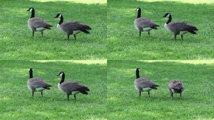 两只加拿大鹅站在草地上吃东西