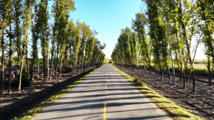 两边是白桦树的乡村道路航拍