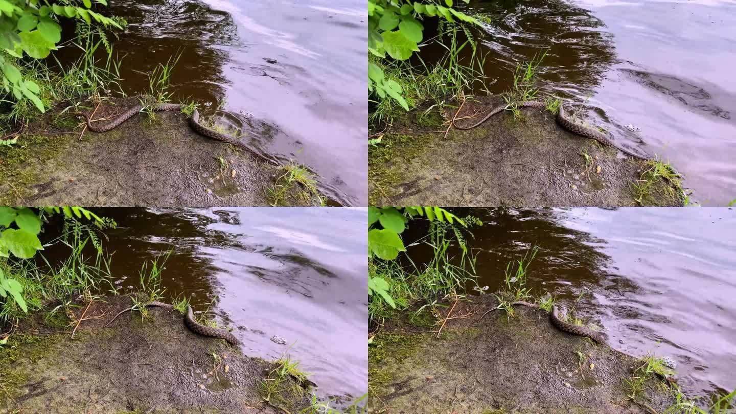 河边的一条蛇抓住了一条鱼，想要吃掉它