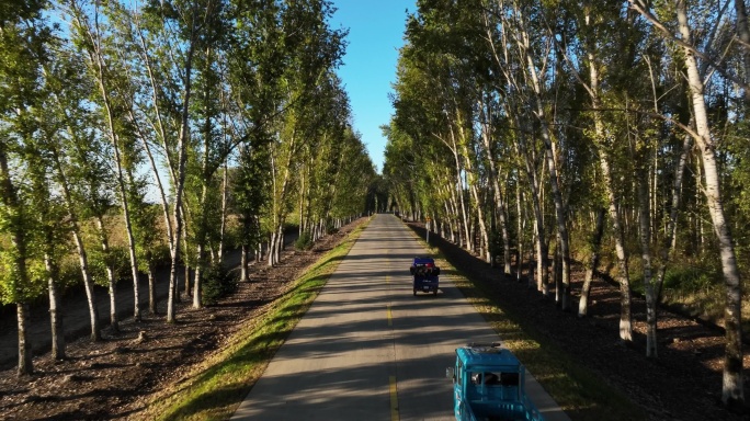 两边是白桦树的乡村道路航拍