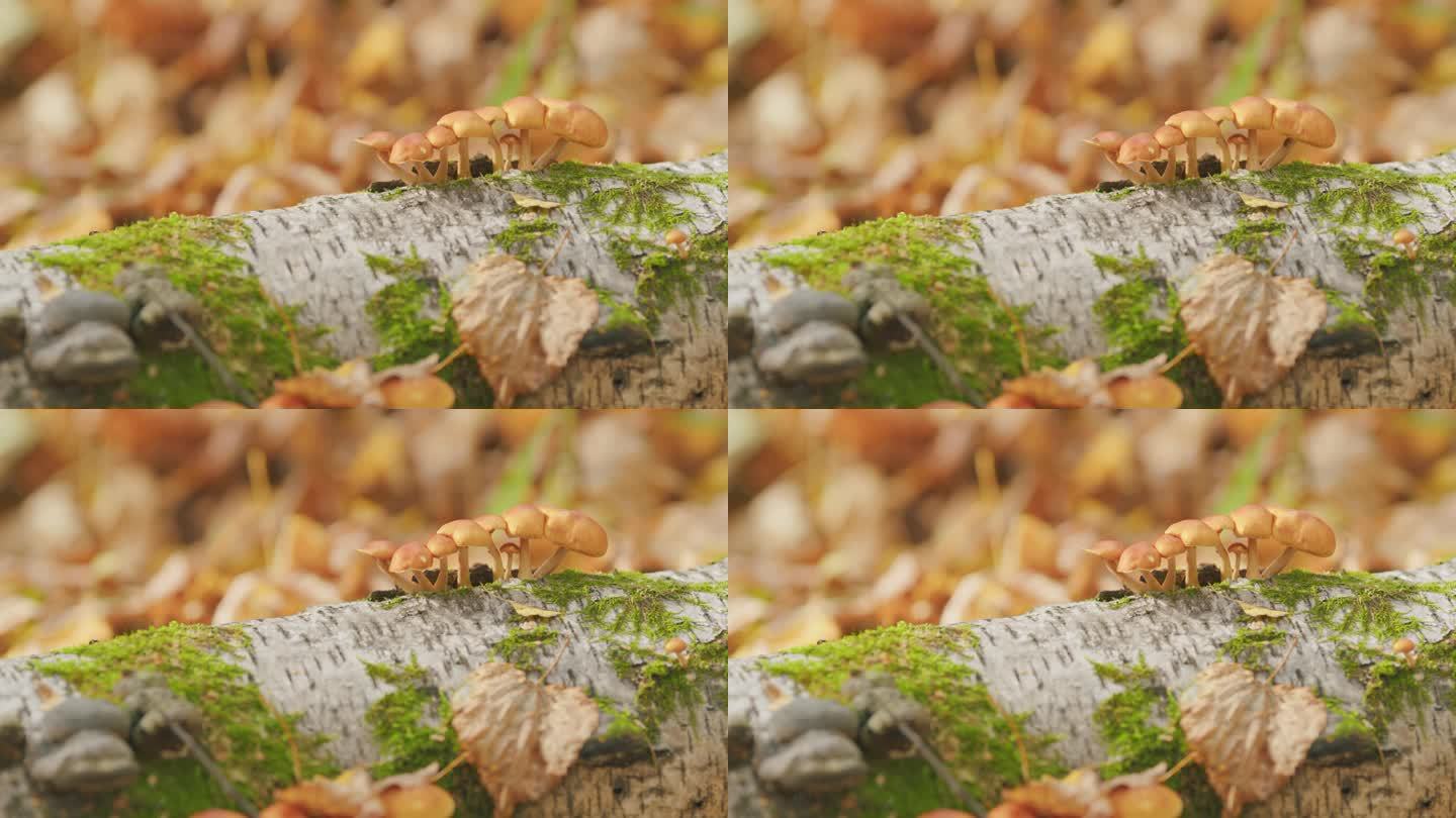 蜂蜜木耳生长在秋天森林的一棵树上。阳光明媚的夏天或秋天。有选择性的重点。