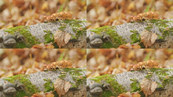 蜂蜜木耳生长在秋天森林的一棵树上。阳光明媚的夏天或秋天。有选择性的重点。