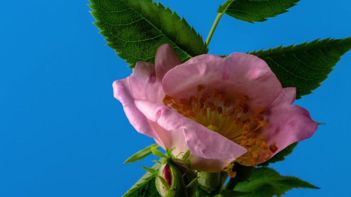 玫瑰臀花盛开和缩小蓝色背景的延时4k视频。
