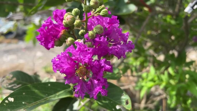 自然园林中的紫薇花