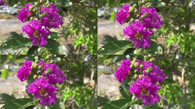 自然园林中的紫薇花