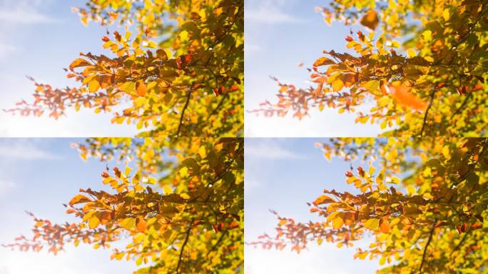 秋天的颜色金秋秋意金黄的枫叶秋风树叶摆动